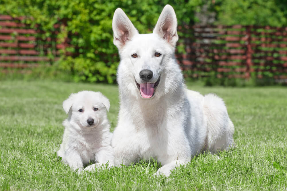 Puppy to Senior
