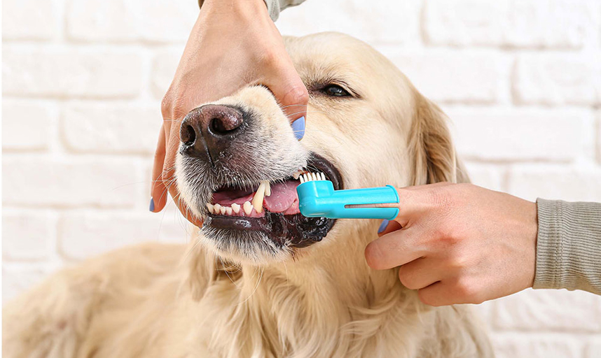 Dog DentaL Cleaning