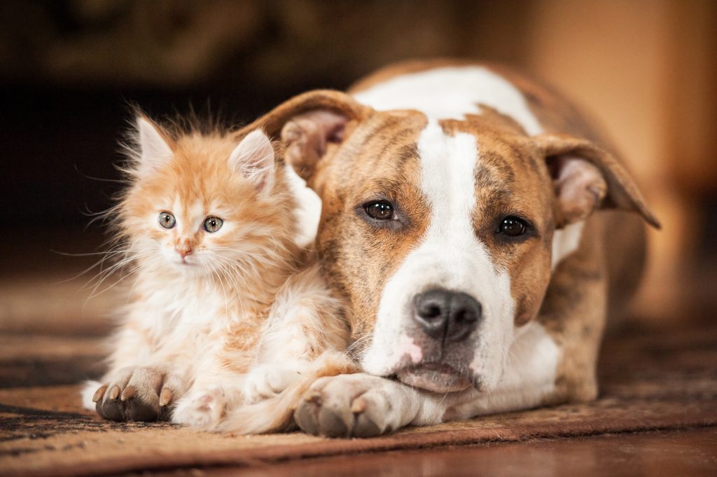 Puppies, kittens