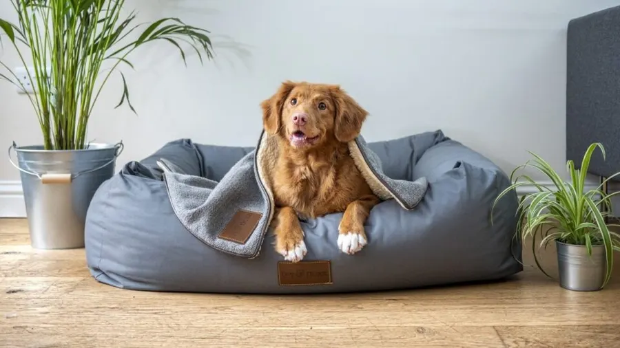 Doggy