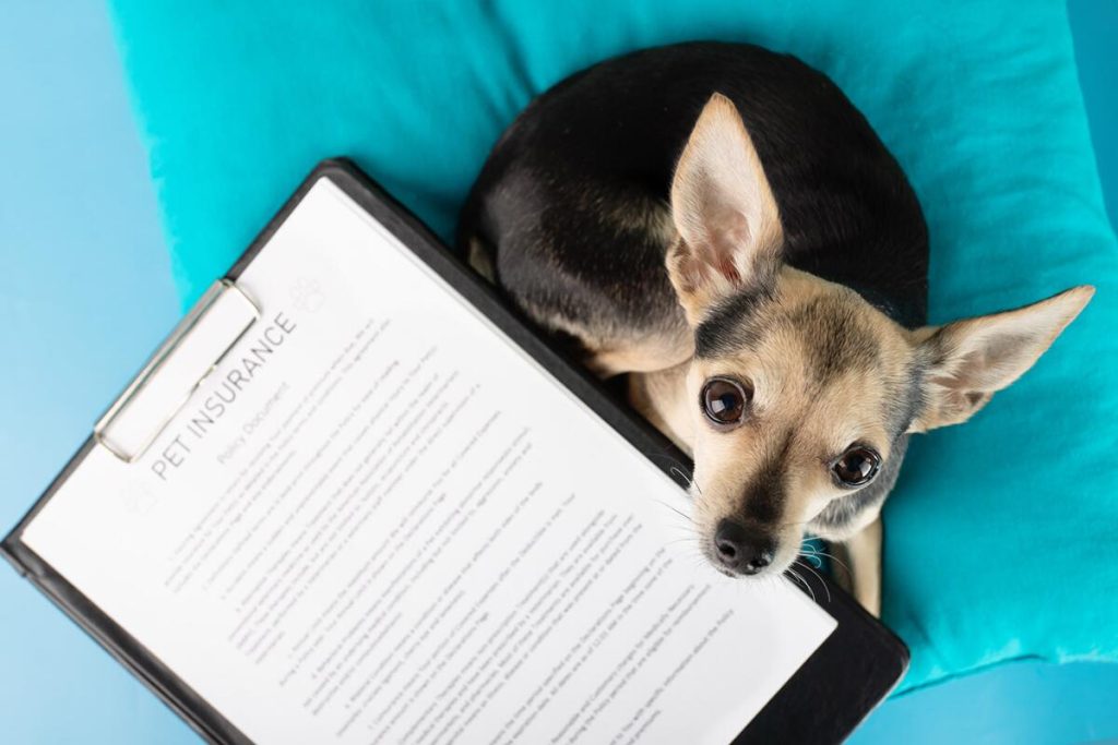 Pet Insurance