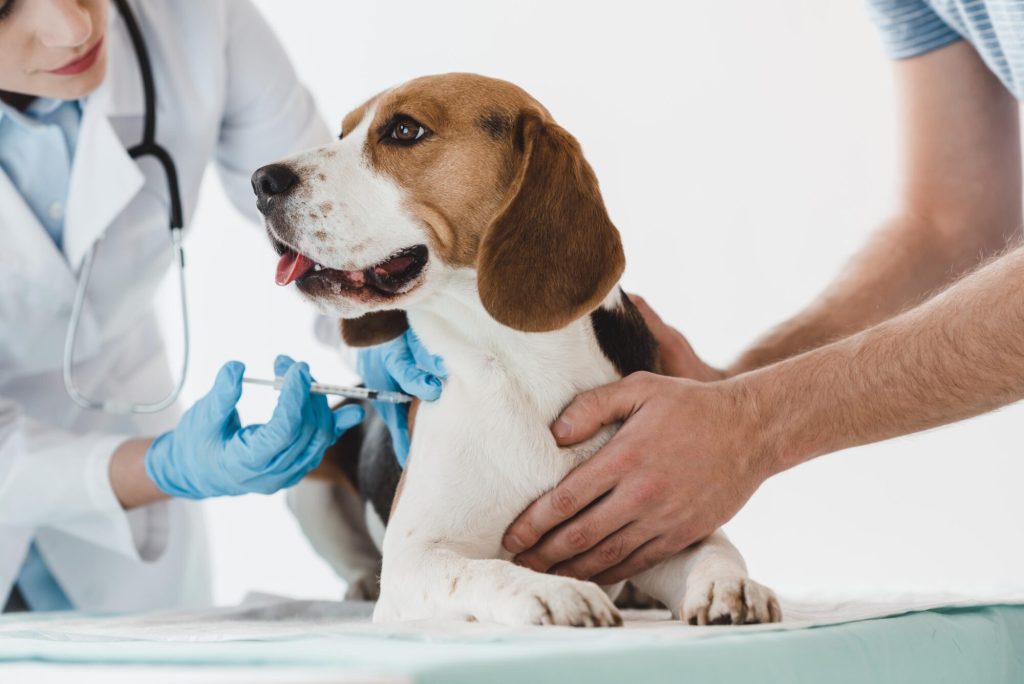 Pet Treatment