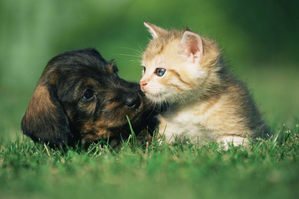 Pets