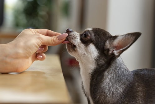 Does Pet Insurance Cover Medication