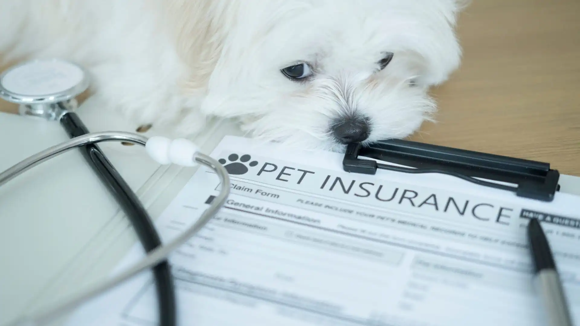 Dog Insurance