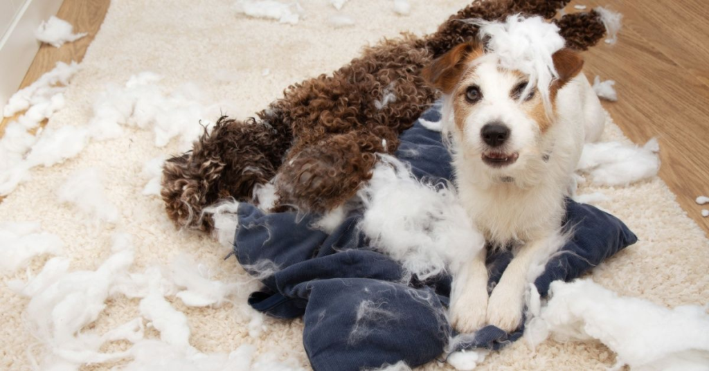 Pet Damage